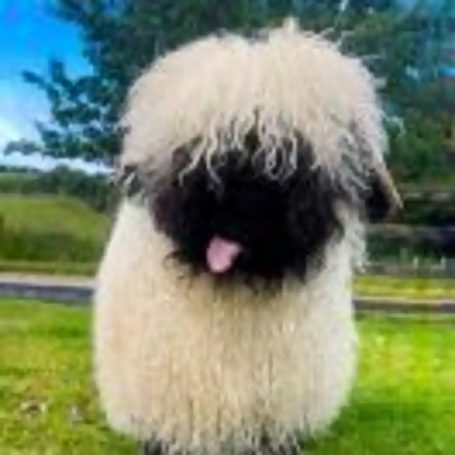 Aᴀ·咩咩羊🧸💕的头像