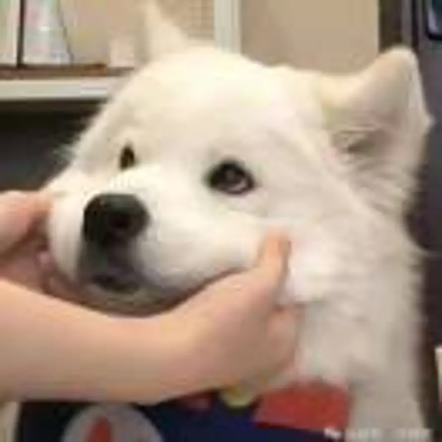 往事随风去，风止意难平的头像