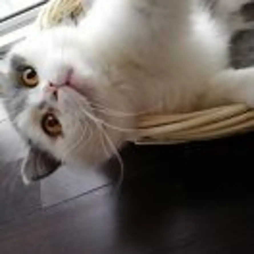 猫小宅的头像