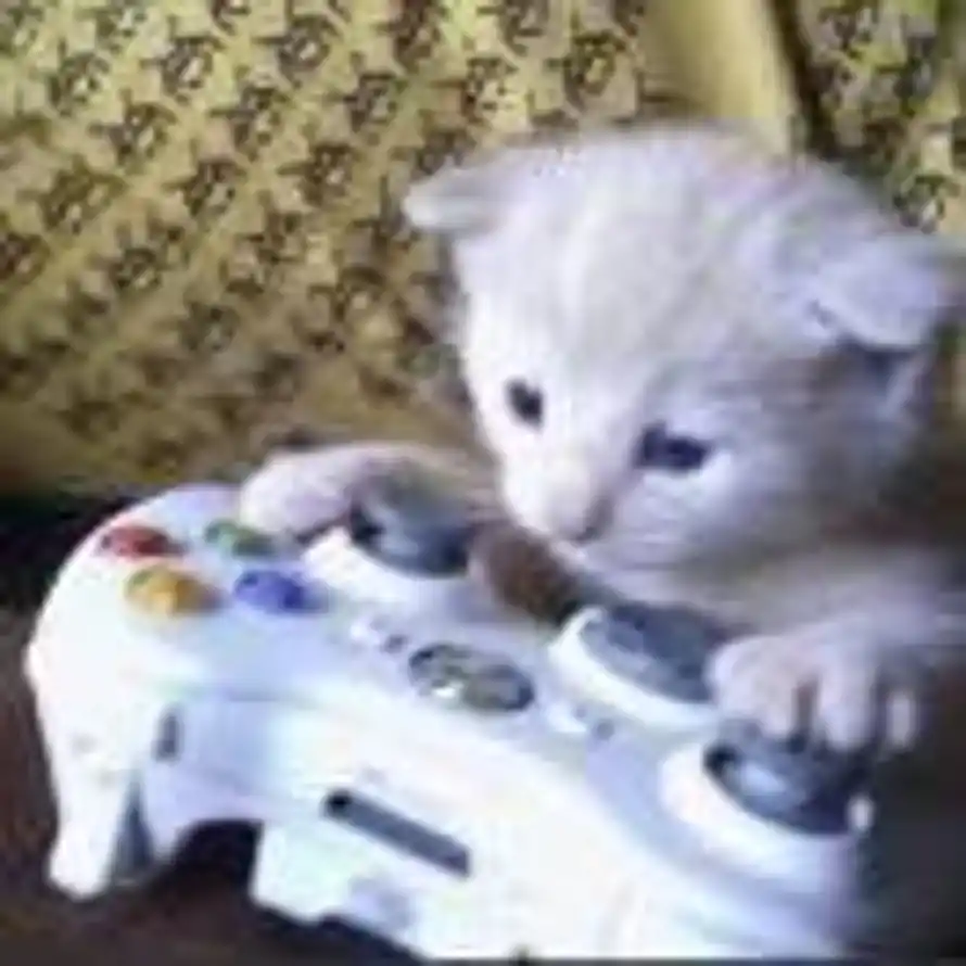 Y的头像