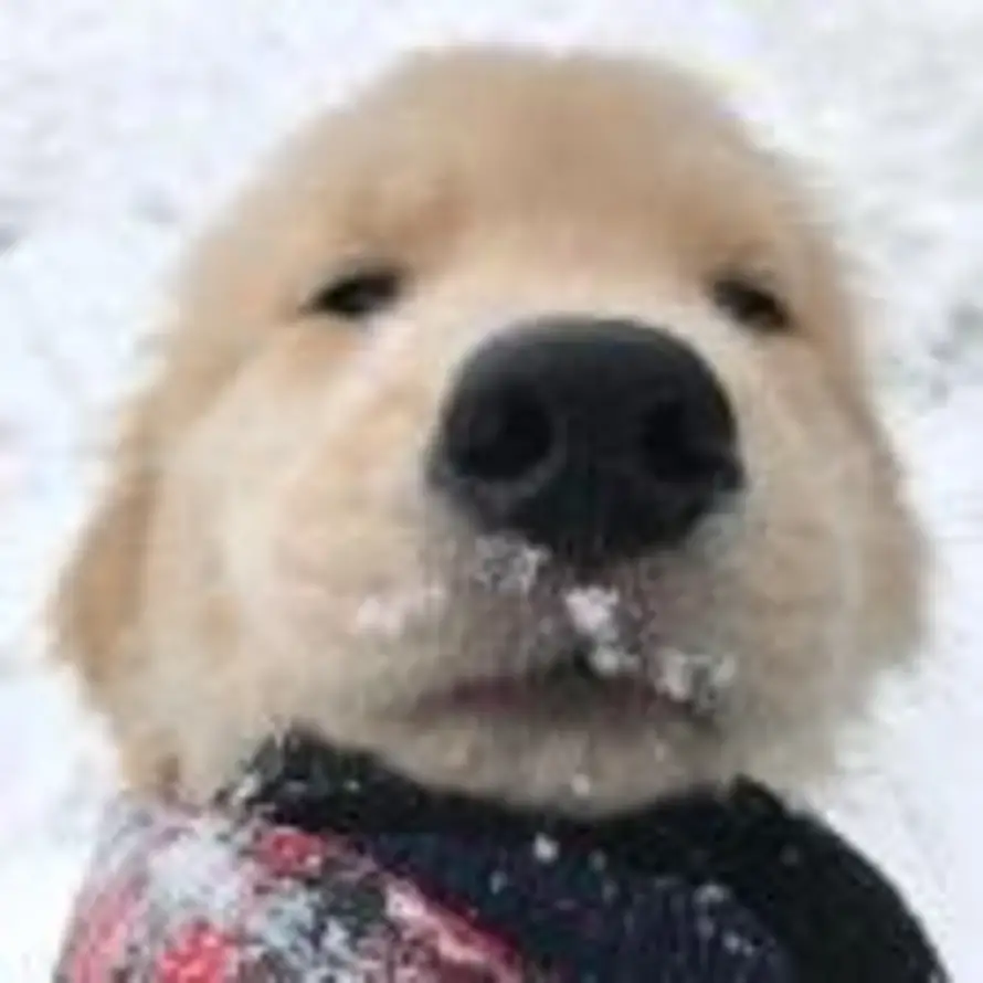 🐶的头像