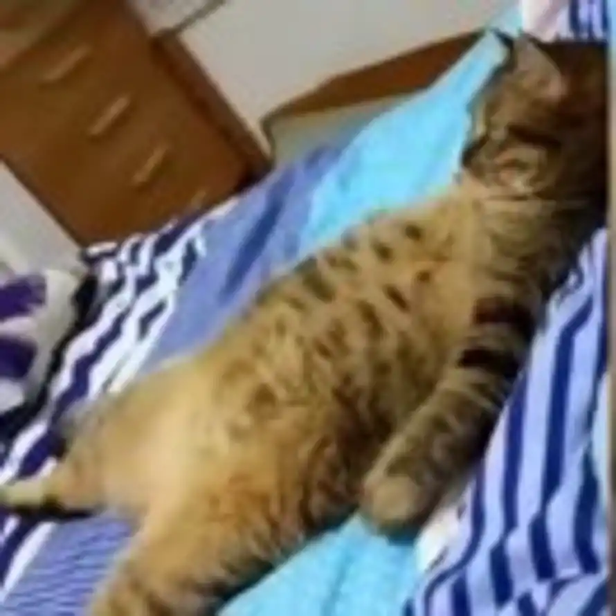 诗酒一鸣的头像