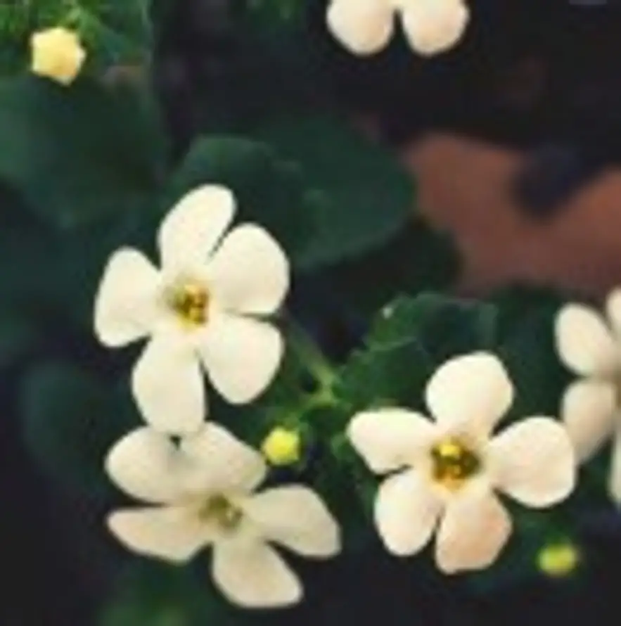 幺尖儿૮・ᴥ・ა的头像