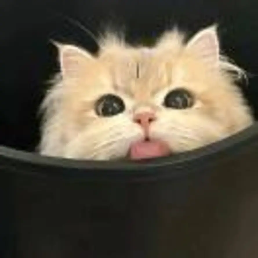 ·L·的头像