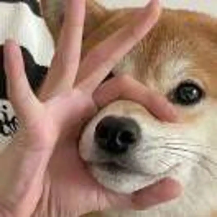 柴大黄的头像