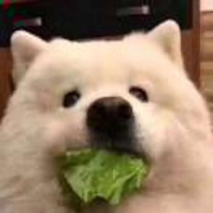 狗子的用户头像 - 哲风壁纸