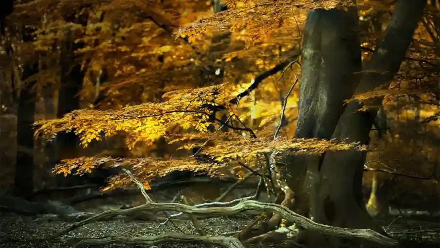 2k自然壁纸-森林光影与风景-秋季景观热门的壁纸「哲风壁纸」