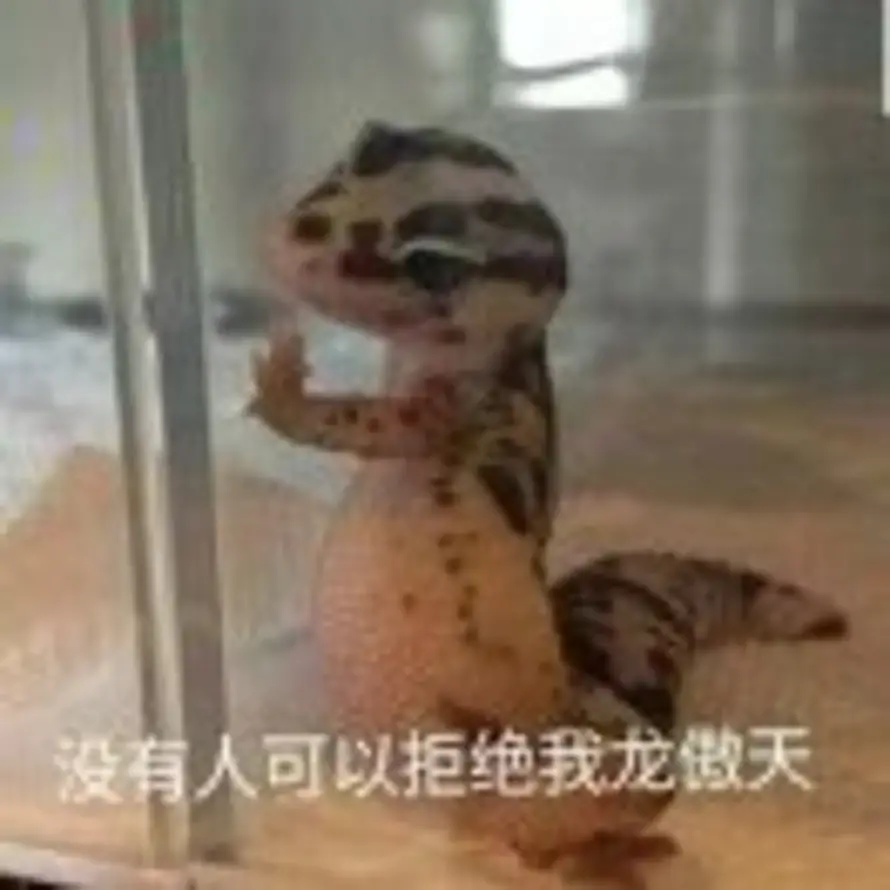 轻歌的头像