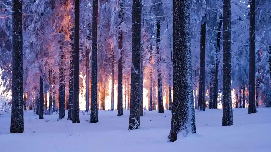 2k自然壁纸-冬季背景与雪景-冬日森林热门的壁纸「哲风壁纸」