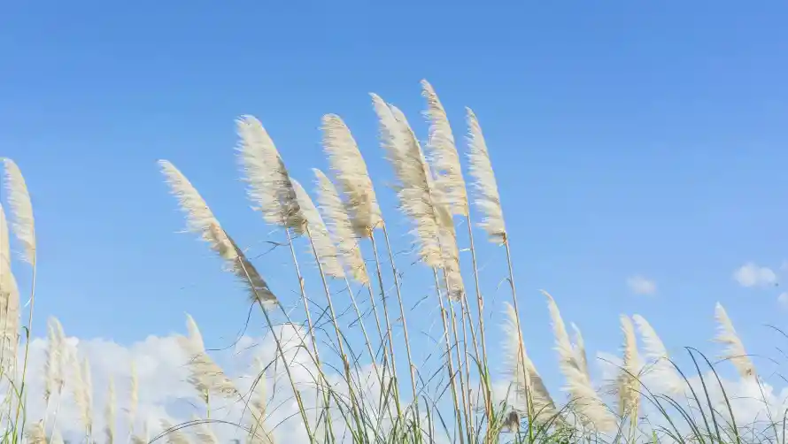 2k自然壁纸-天空美景壁纸和蒲苇-户外风光热门的壁纸「哲风壁纸」