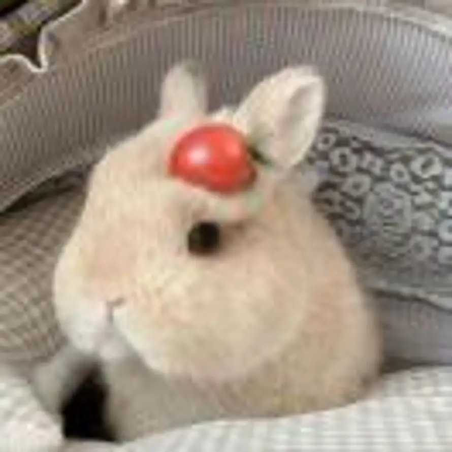 好椰的用户头像 - 哲风壁纸