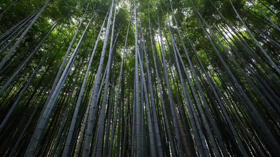 2k竹林壁纸-清新竹林与自然-竹林背景壁纸分享「哲风壁纸」