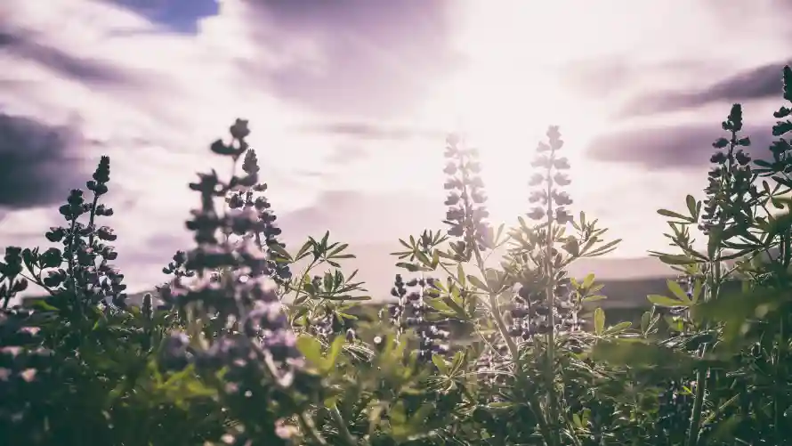 4k自然壁纸-鲁冰花与风景-云层光影壁纸推荐「哲风壁纸」