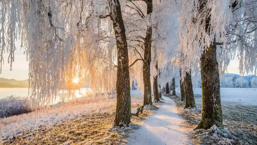 4k自然壁纸-阳光霜冻小路与雪景-冬季森林景象「哲风壁纸」