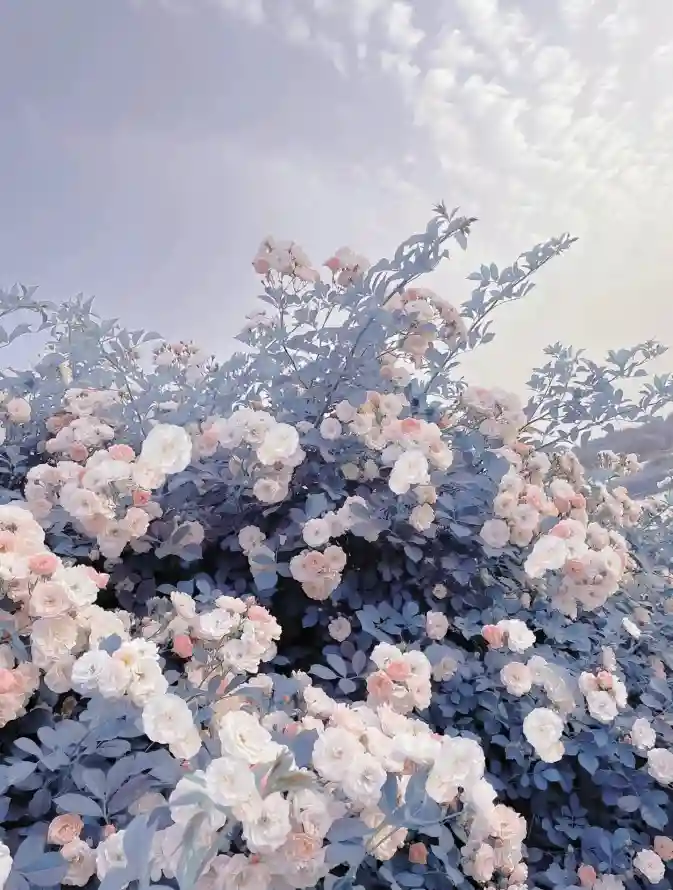 4k花朵壁纸 - 粉色 - 热门壁纸 - wallpaper「哲风壁纸」