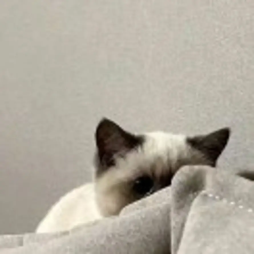 玛卡巴卡的头像