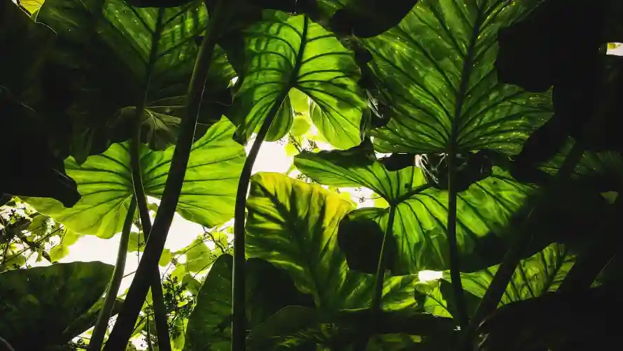 2k绿植壁纸-热带植物壁纸和风景-叶片缝隙阳光「哲风壁纸」