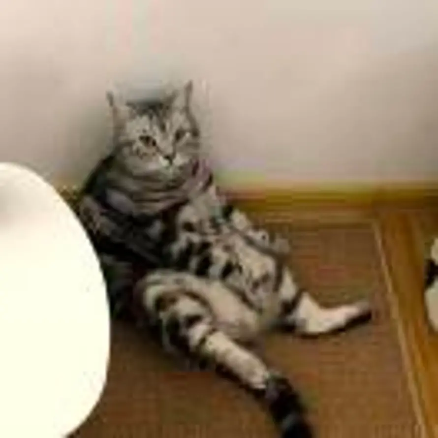 明天再见吧的头像