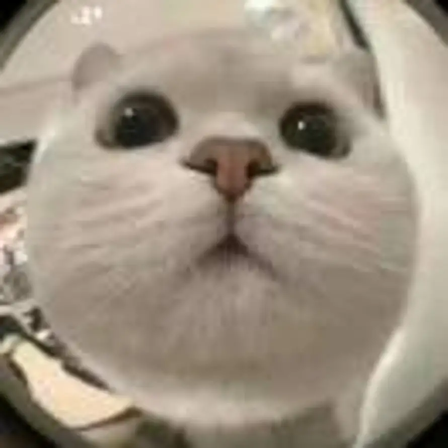 ᓚᘏᙧ的头像