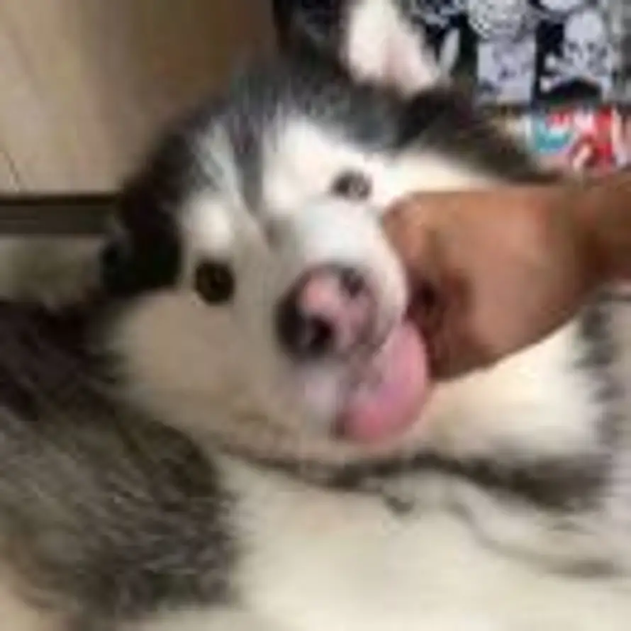 kfk的头像