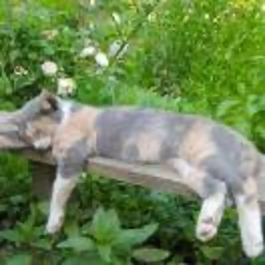 ꒰ঌ໒꒱的头像