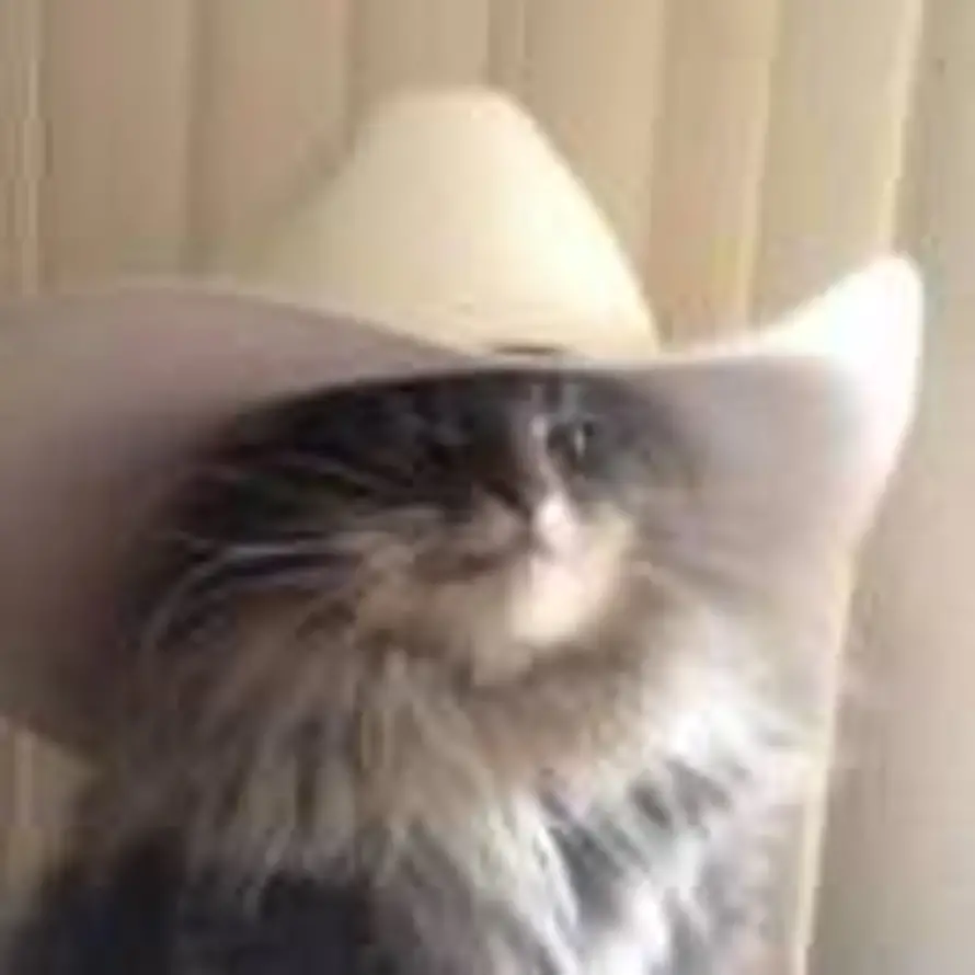 猫与风的头像
