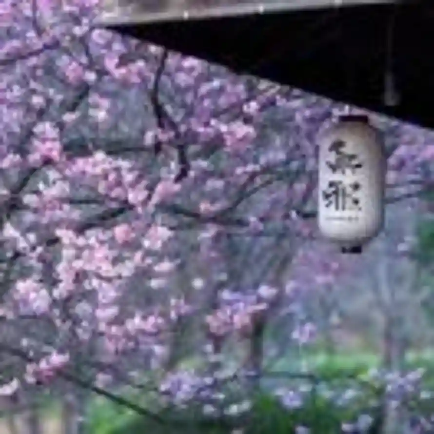 龙井桂花茶的头像