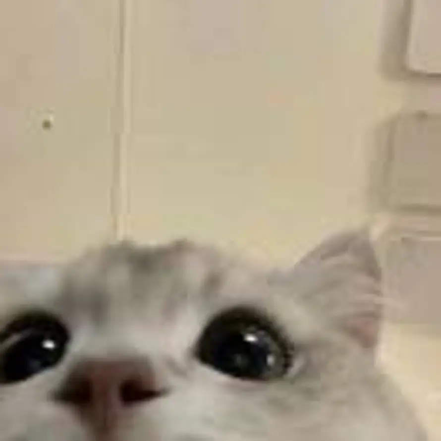 柒月の風的头像