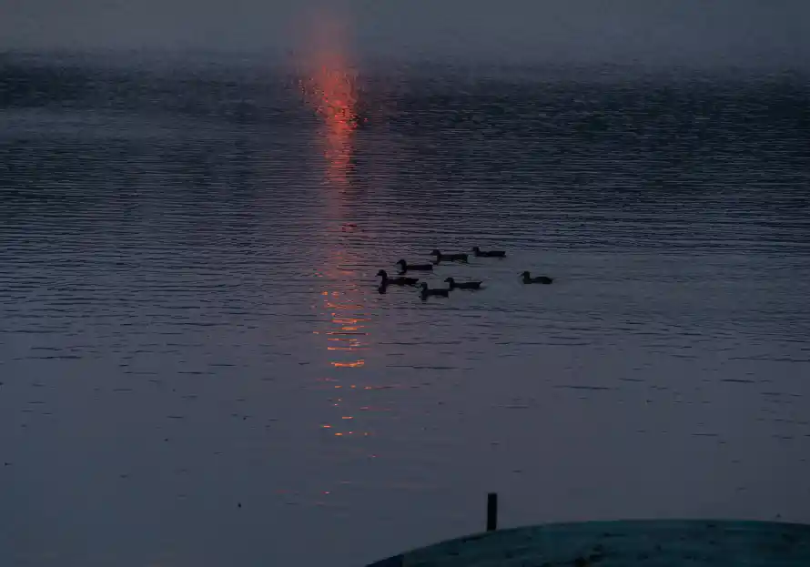 6k夕阳壁纸-夕阳倒影和鸭子-暮色湖面壁纸分享「哲风壁纸」
