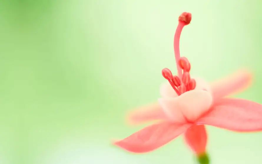 2k小花壁纸-桌面背景和清新背景-自然花卉「哲风壁纸」