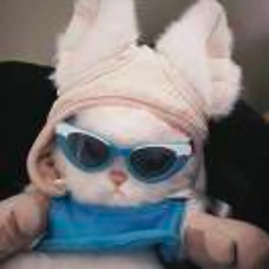 兔子是粉色的头像