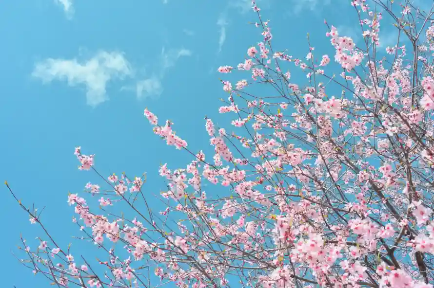 5k花朵壁纸-樱花树与花树-春日花卉壁纸分享「哲风壁纸」