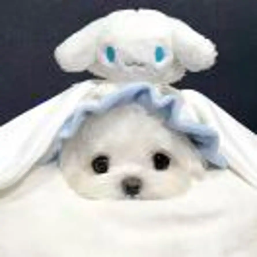 Cicilia的头像