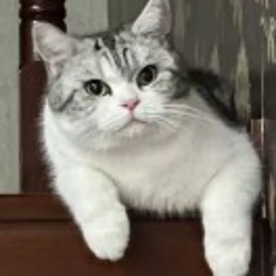 BlackCat的头像