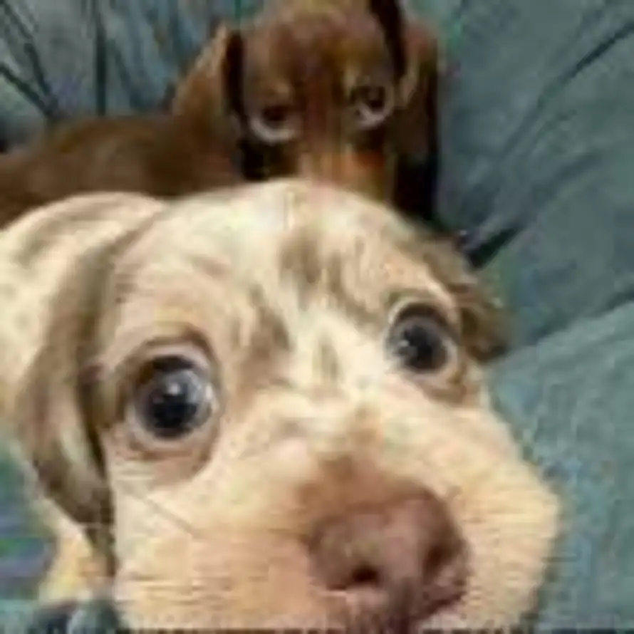 小马【承接招聘】的头像