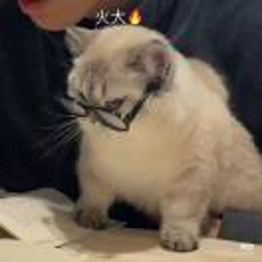 忘我的头像