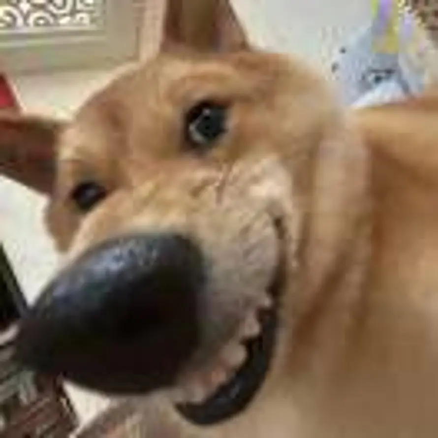 醒了就困的头像