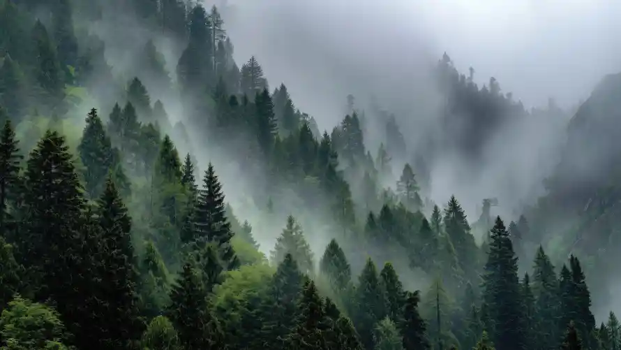 6k森林壁纸-山林雾景 - 雾-朦胧松林免费下载「哲风壁纸」