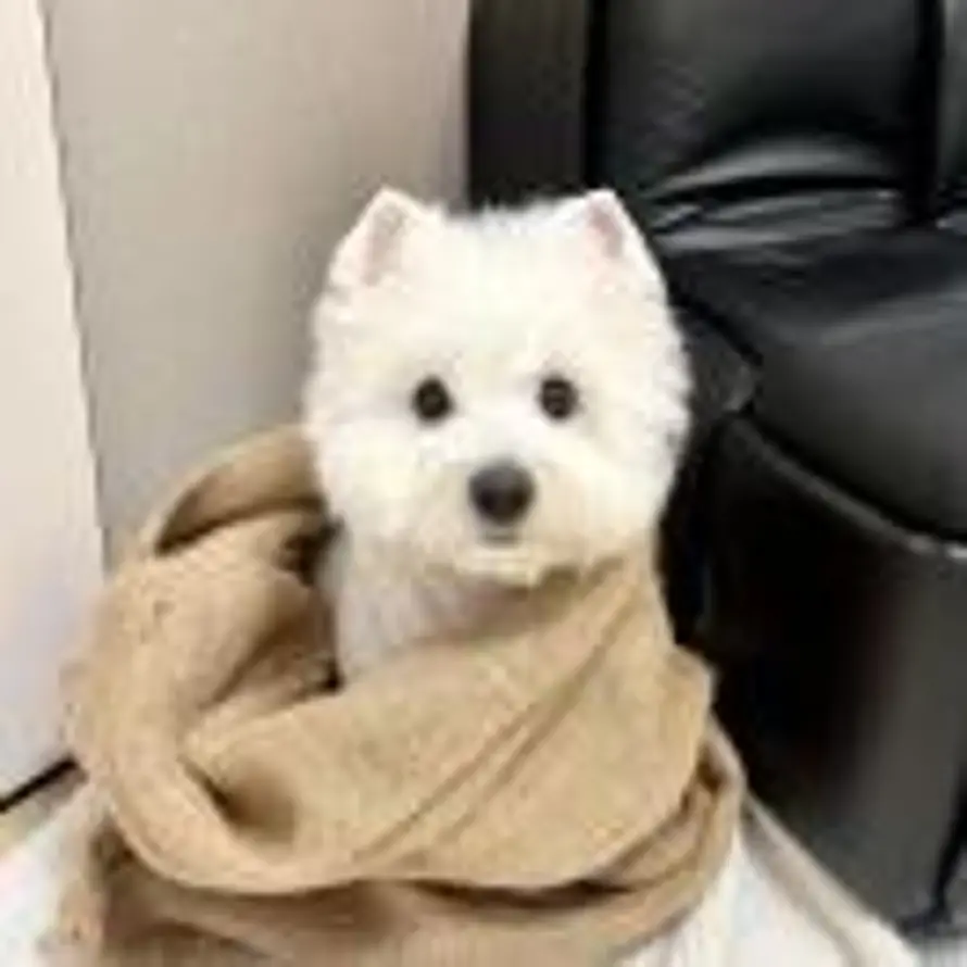 Hana的头像