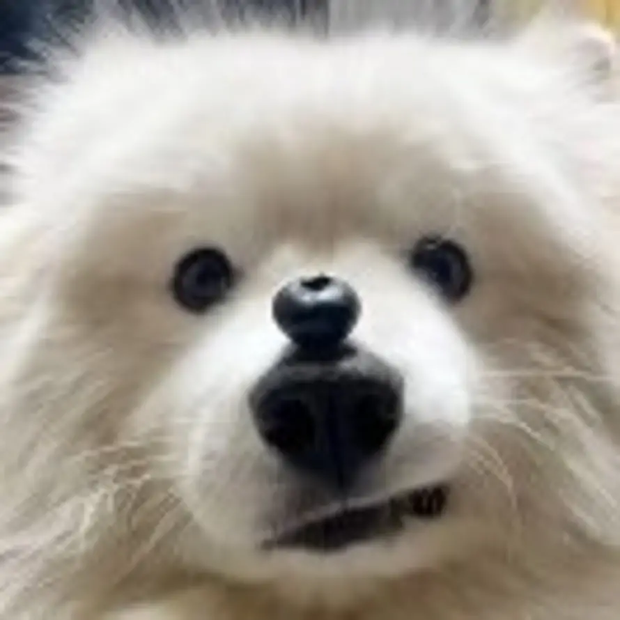 Sннe的头像