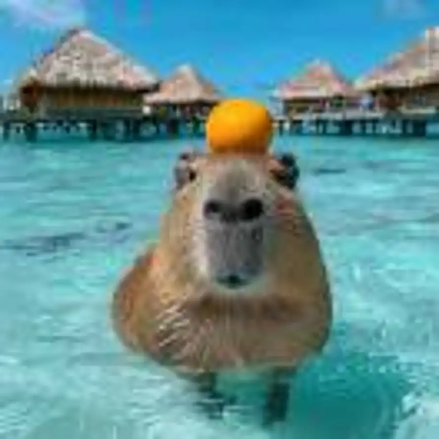 纸式学报的头像