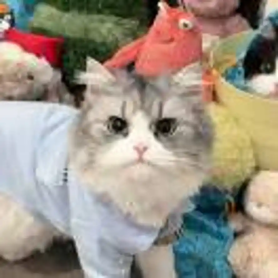 Cherrio🍔的头像