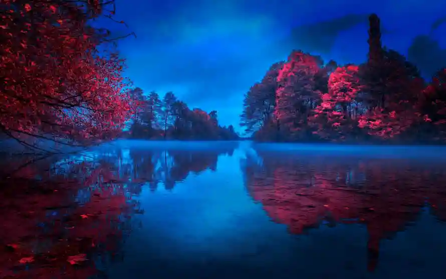 4k自然壁纸 - 枫叶林 - 热门壁纸 - wallpaper「哲风壁纸」