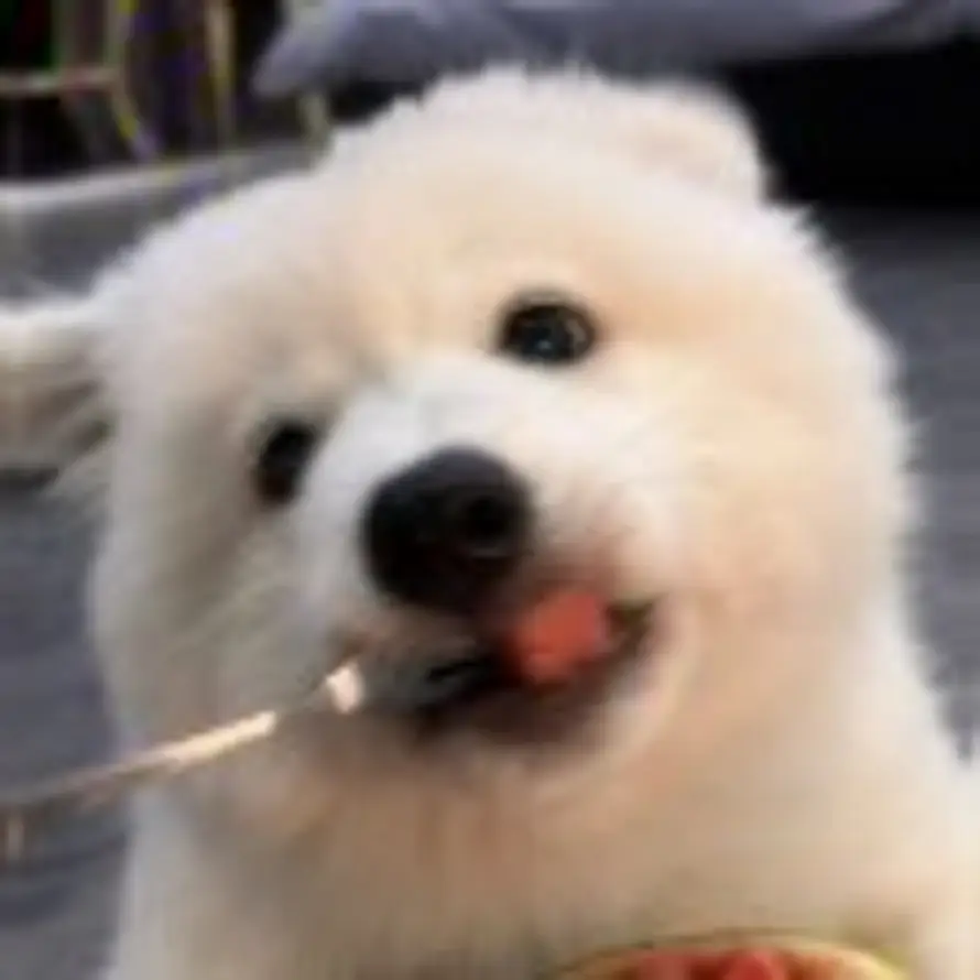 Loooo的头像