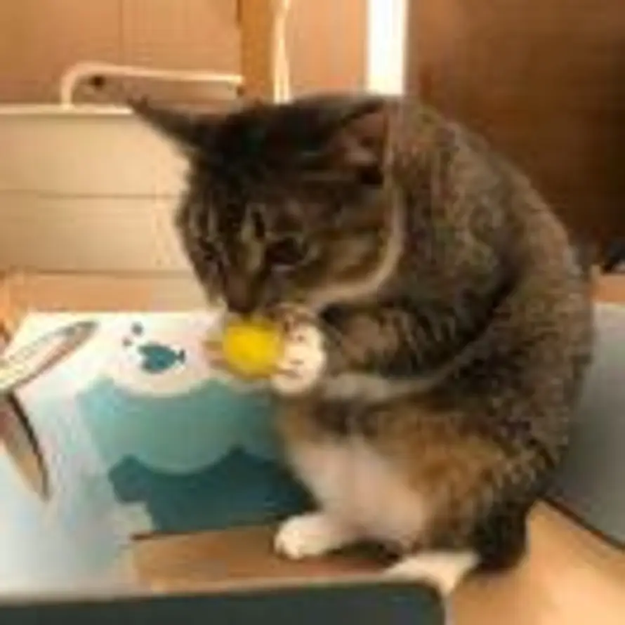 catous的头像