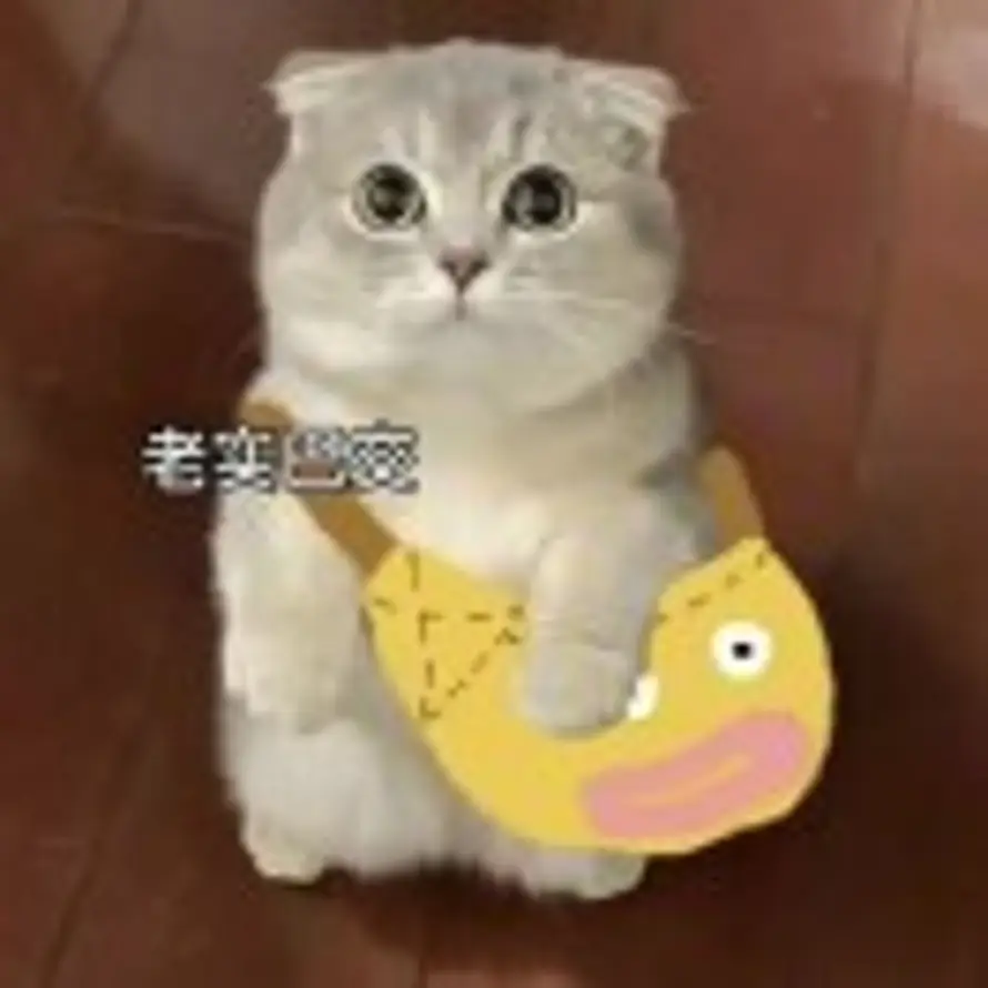 Shirley的头像