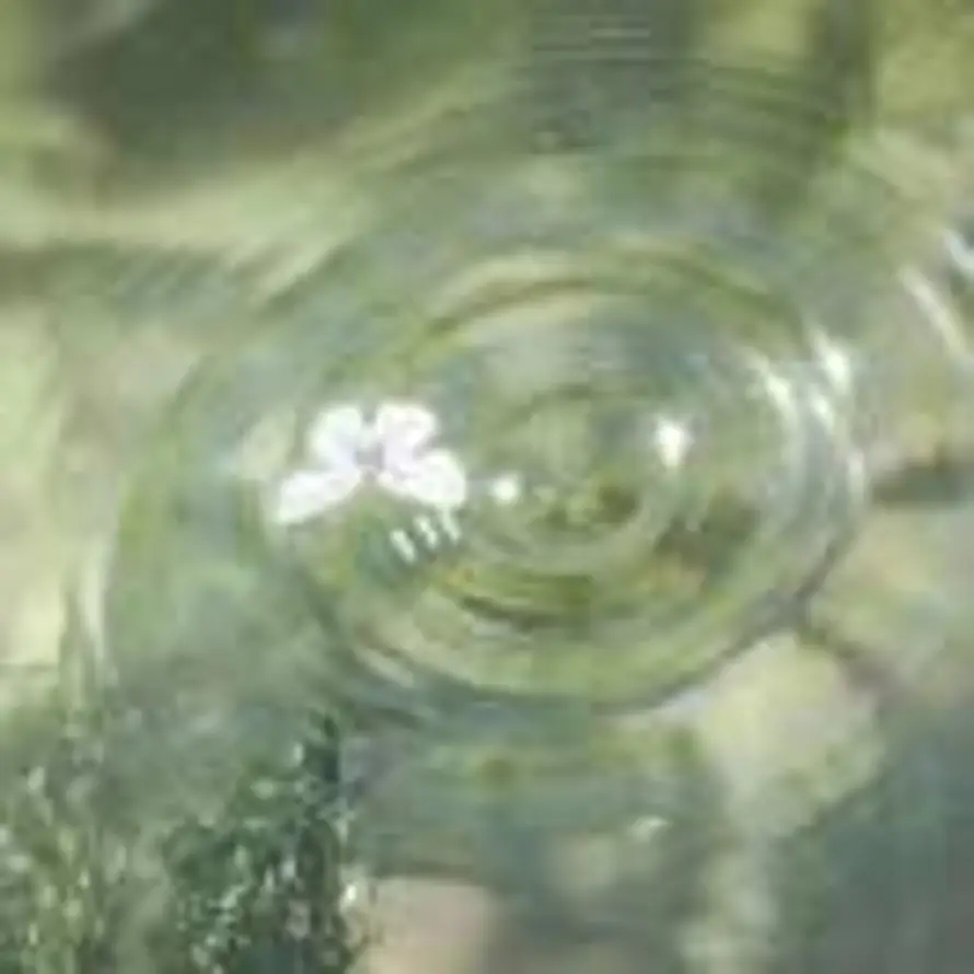扶苏的头像