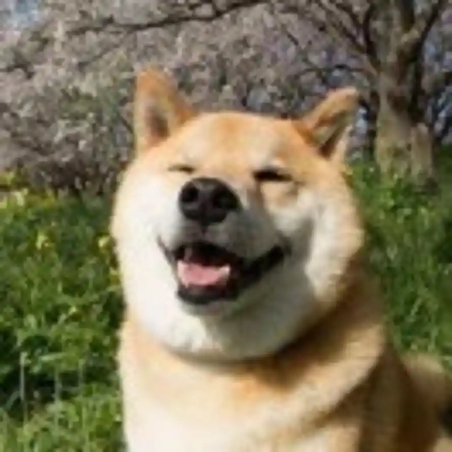 傻笑的狗的头像