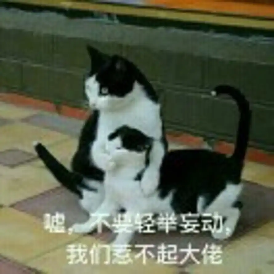 猫猫头的头像