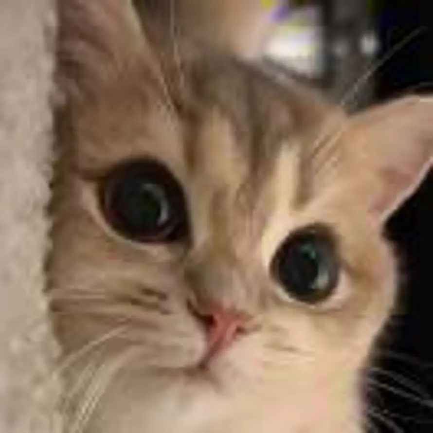 御手洗洁精的头像